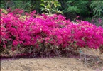 Bougainvillea sp. 'Barbara Karst' {nyctaginaceae bougainvillea}